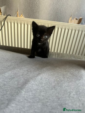 Domestic Shorthair cats - Advert 18