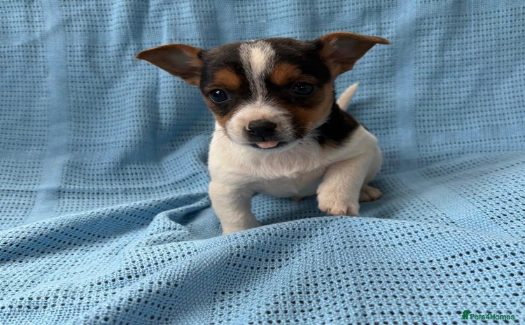 Jack Russell dogs - Advert 2
