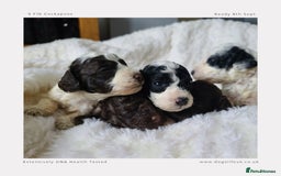Cockapoo dogs for sale: F1b Toy Cockapoos.Roan & Chocolate.Health Tested. - Image 10