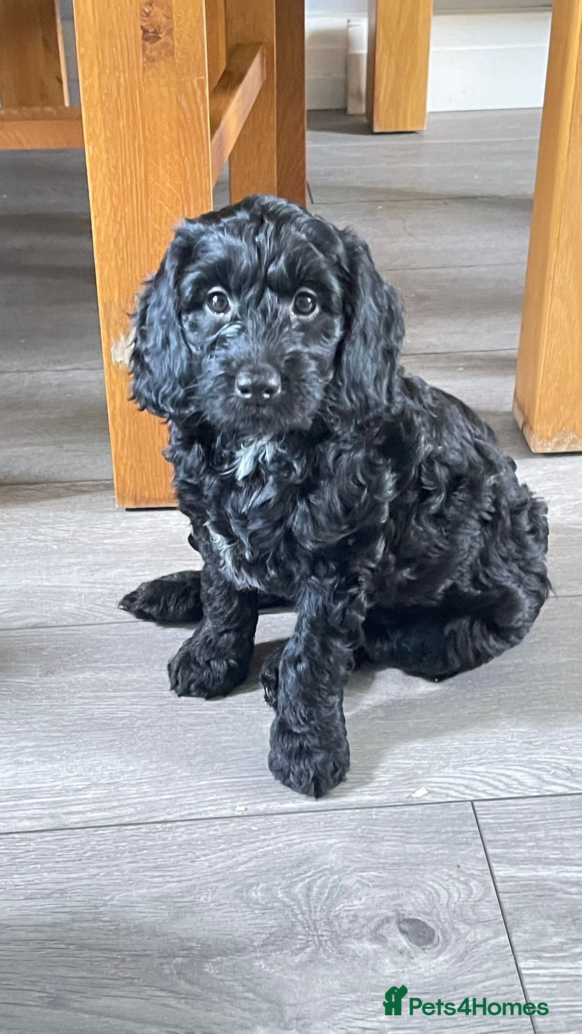 Mixed Breed dogs Sprockerpoo puppies  - Advert 5