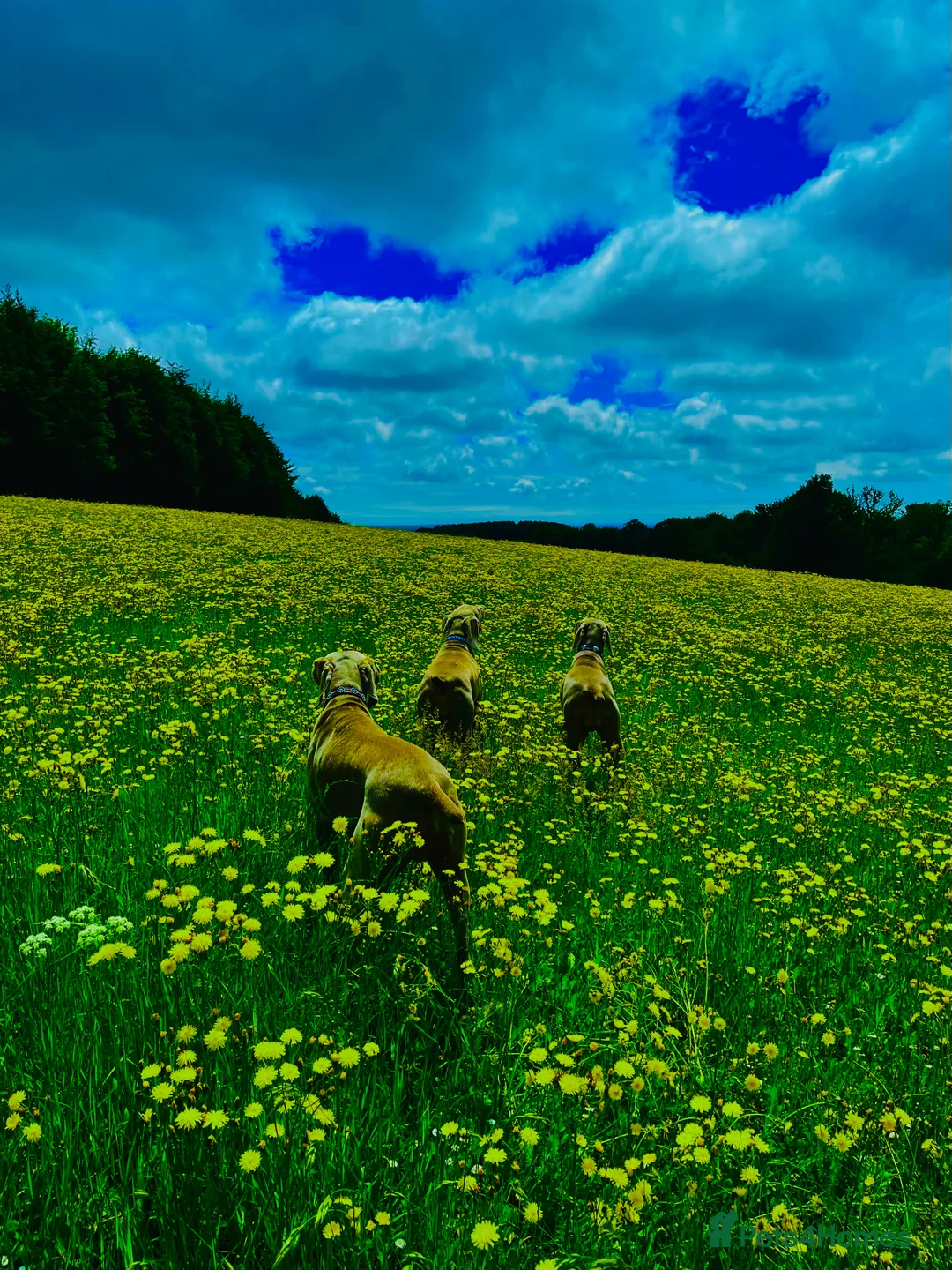 Weimaraner dogs for sale: HUNTER SPIRIT GUNDOGS - Advert 16