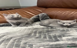 Russian Blue cats for sale: 😻😻The most adorable Russian blue kitten for sale - Image 10