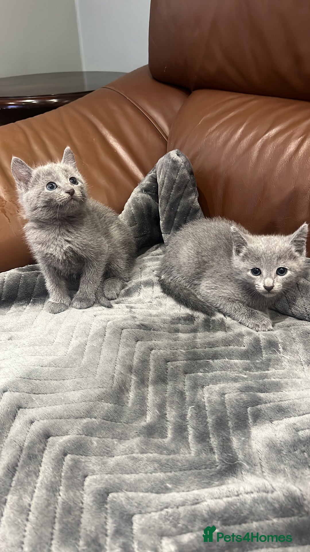 Russian Blue cats for sale: 😻😻The most adorable Russian blue kitten for sale - Image 10