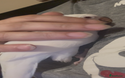 Parakeets birds for sale: Handreared Tame Albino Quaker - Image 9