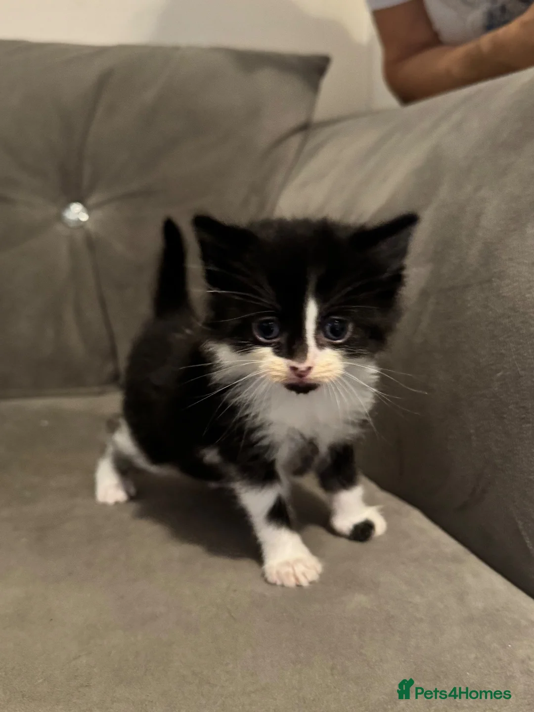 Maine Coon cats for sale: Maine coon kittens  - Advert 9