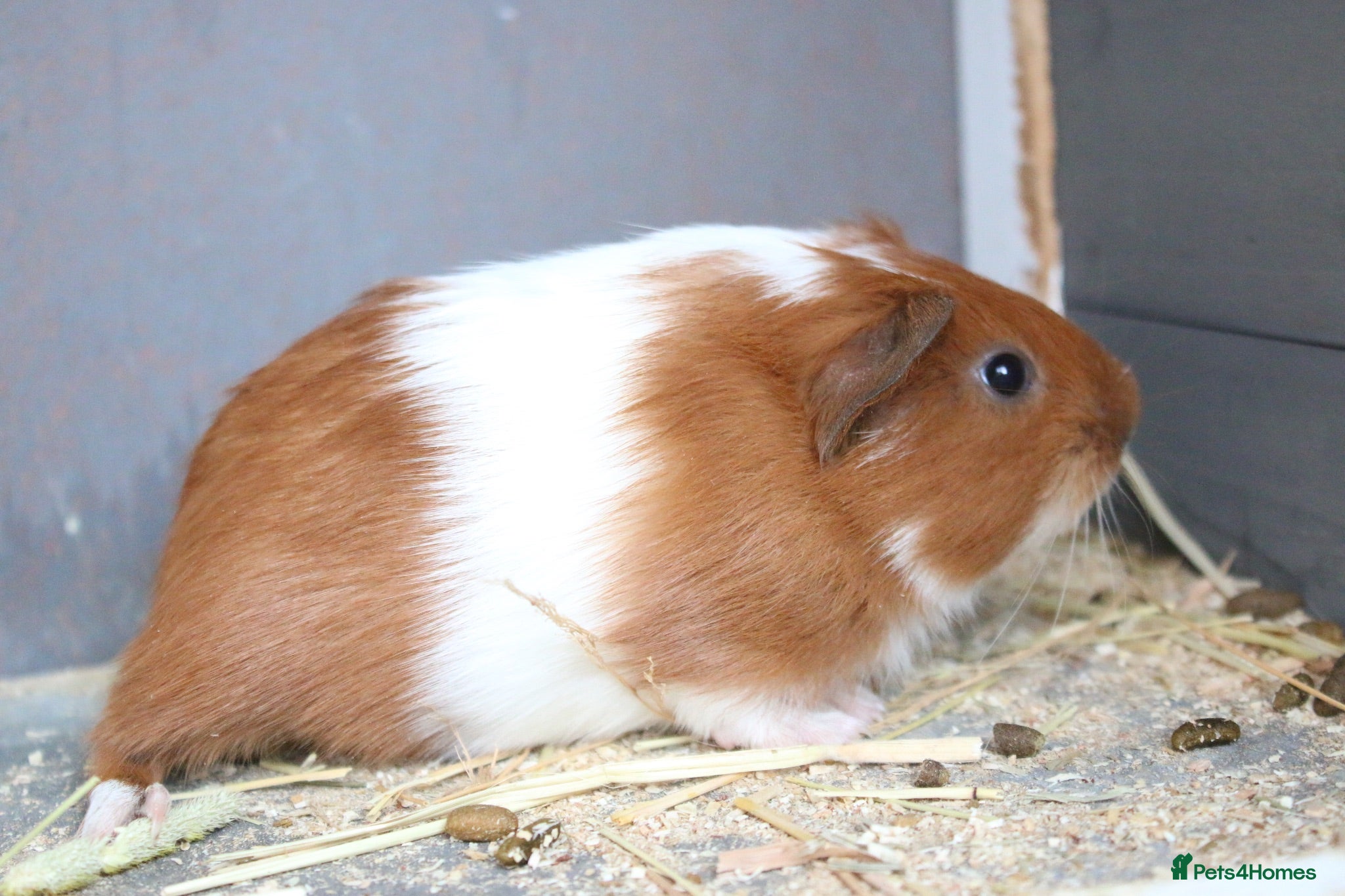 Guinea Pig rodents 3 weeks old Single male guinea pig  - Advert 20