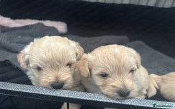 Mixed Breed dogs for sale: Westiepoo Pups For Sale - Image 6