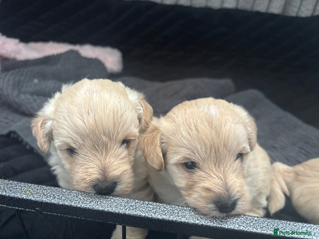 Mixed Breed dogs for sale: Westiepoo Pups For Sale - Image 6