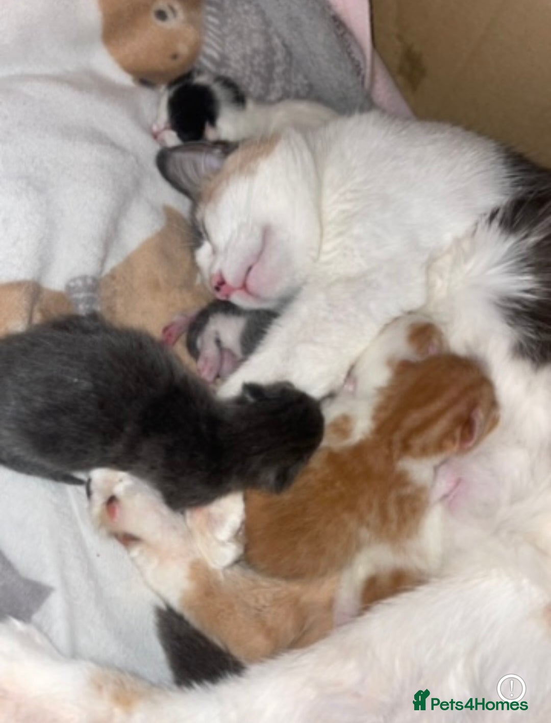 Mixed Breed cats for sale: 5 Beautiful & Friendly kittens for sale  - Advert 2