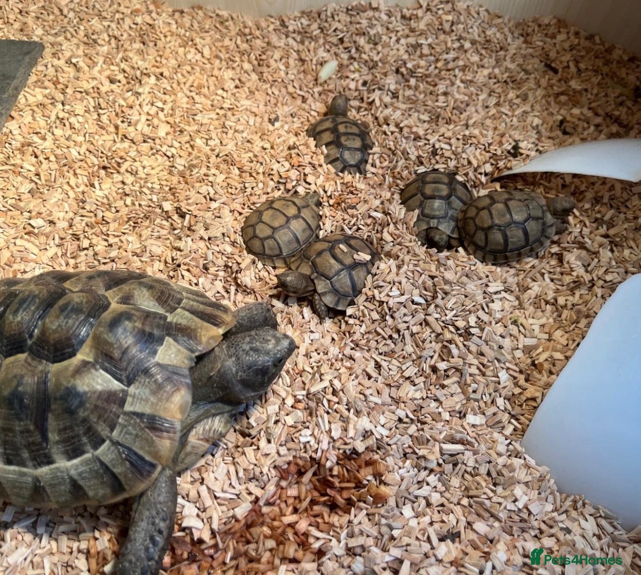 Tortoise reptiles Greek 9 month old Greek tortoises  - Advert 22