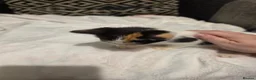 Mixed Breed cats for sale: 7 kittens for sale - Advert 16