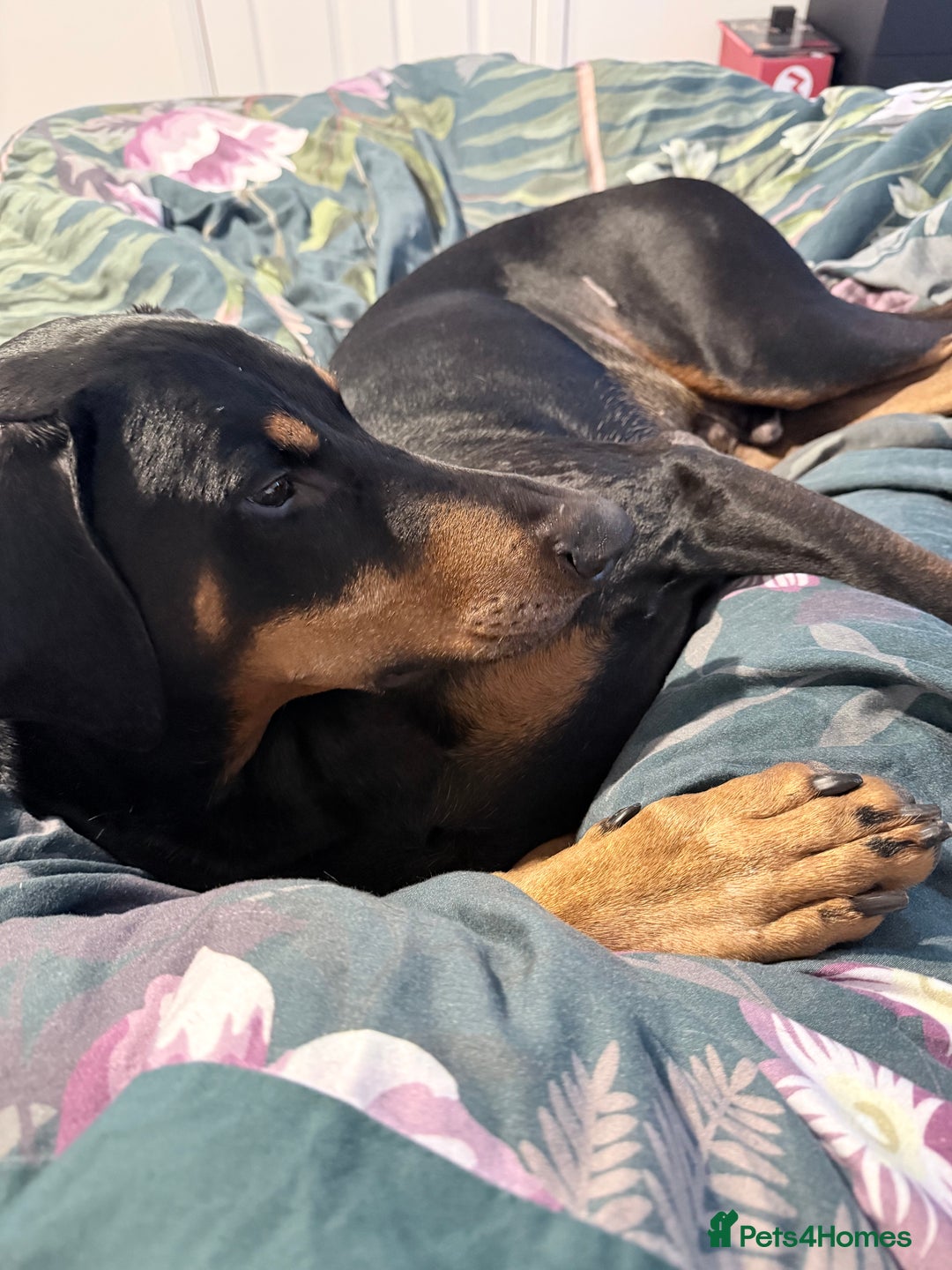 Dobermann dogs for sale: Wonderful Doberman for unfortunate adoption  - Advert 2