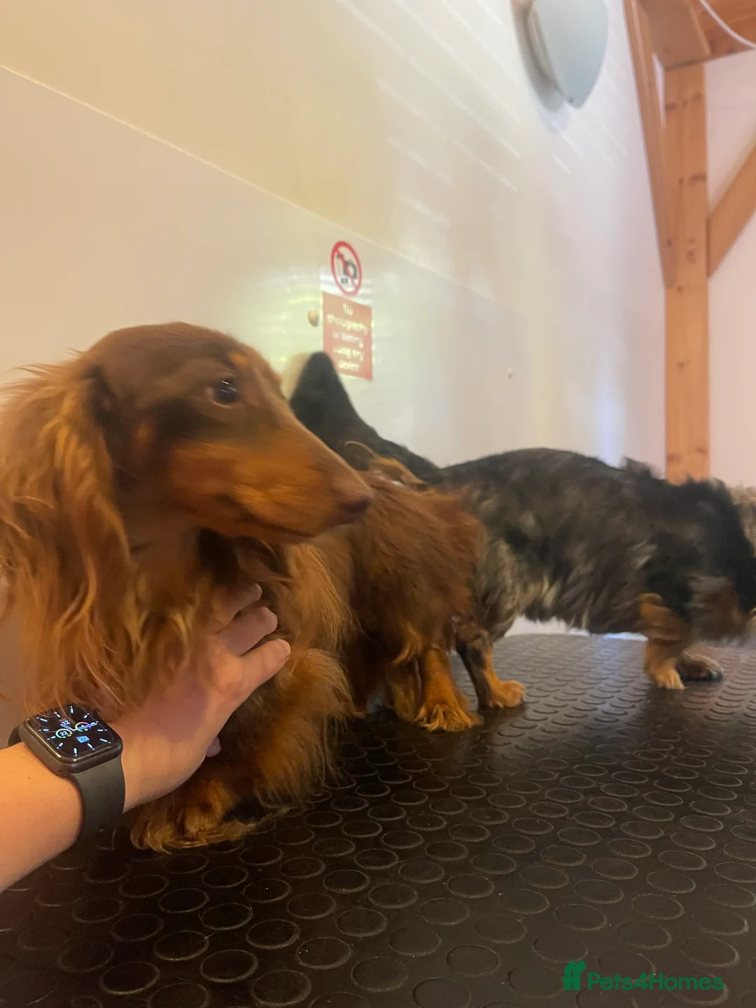 Miniature Dachshund dogs for stud: STUNNING MINIATURE DACHSHUND AVAILABLE AT STUD  in Grays - Advert 13