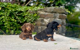 Miniature Dachshund dogs for sale: Long Haired Miniature Dachshunds - READY NOW!! - Image 4