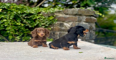 Miniature Dachshund dogs - Advert 3