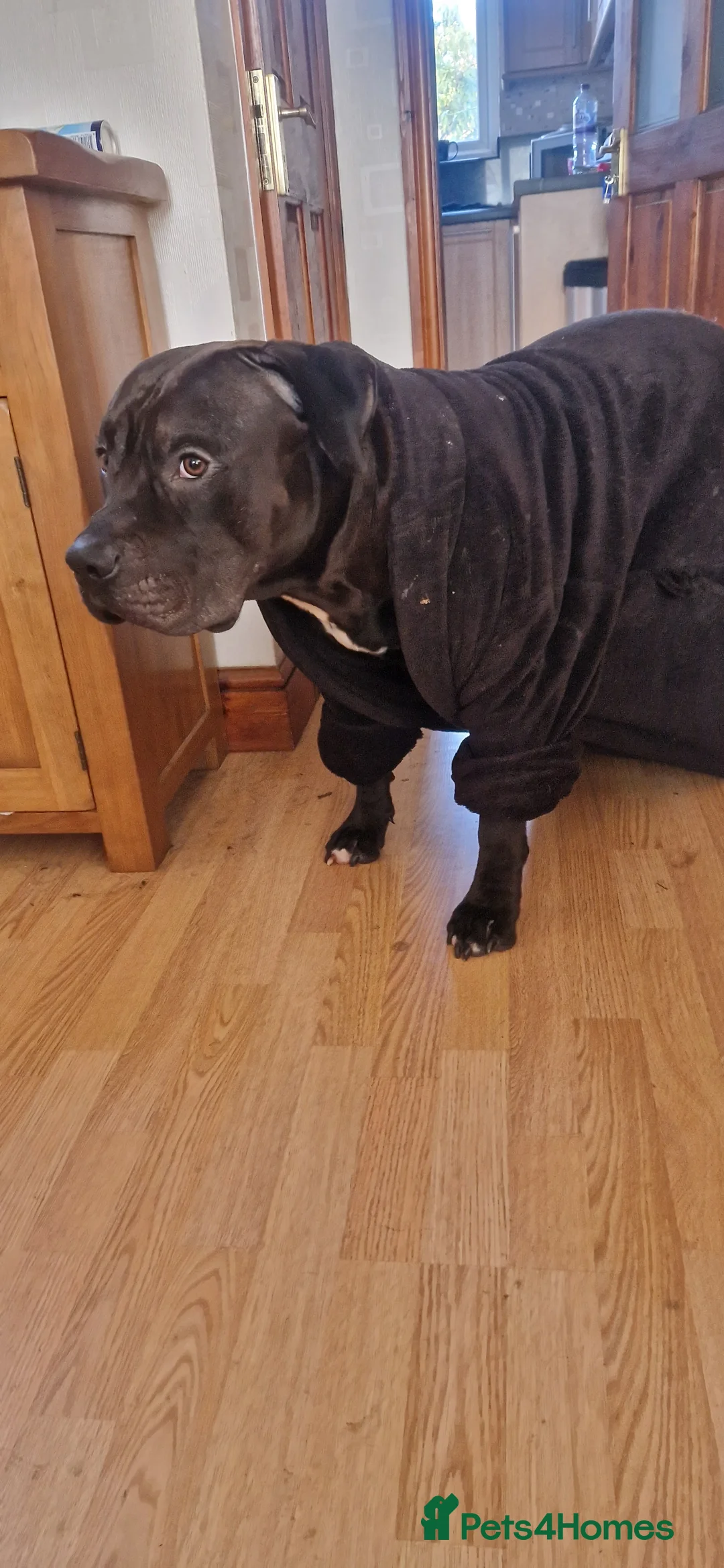 Presa Canario dogs for sale: Presa Canario, 2y3m – Big soft lad, cuddle monster - Advert 7