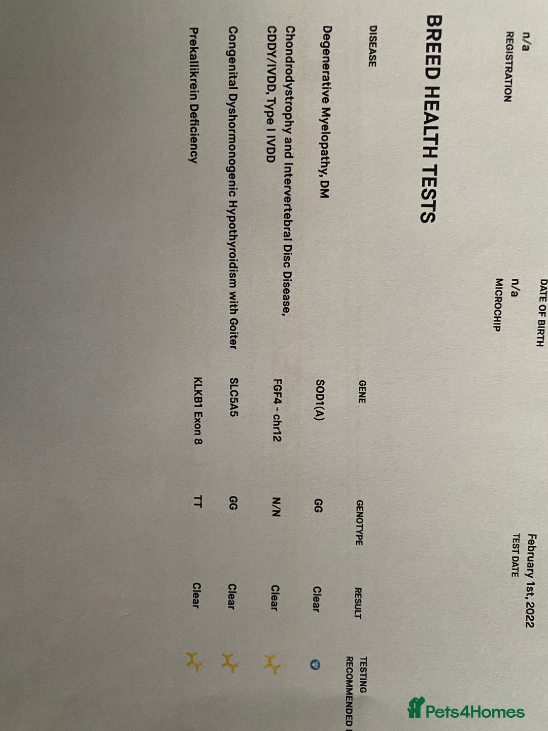 Shih Tzu dogs for stud: KC Lilac Imperial Shih Tzu for Stud in Chislehurst - Advert 11