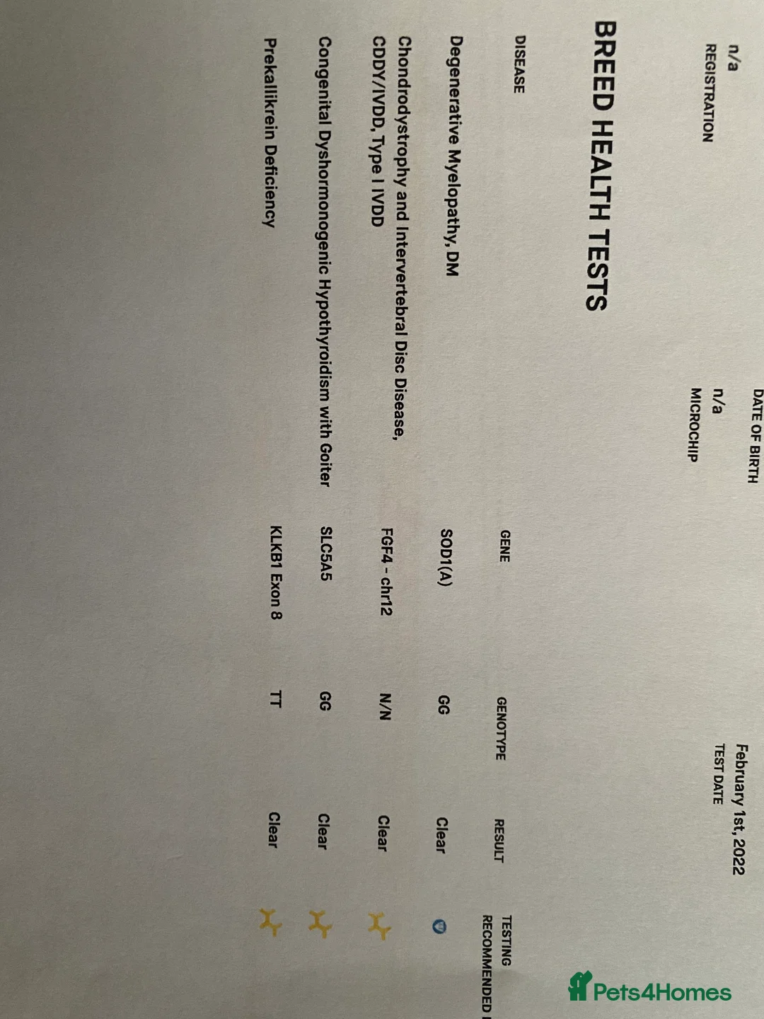 Shih Tzu dogs for stud: KC Lilac Imperial Shih Tzu for Stud in Chislehurst - Advert 11