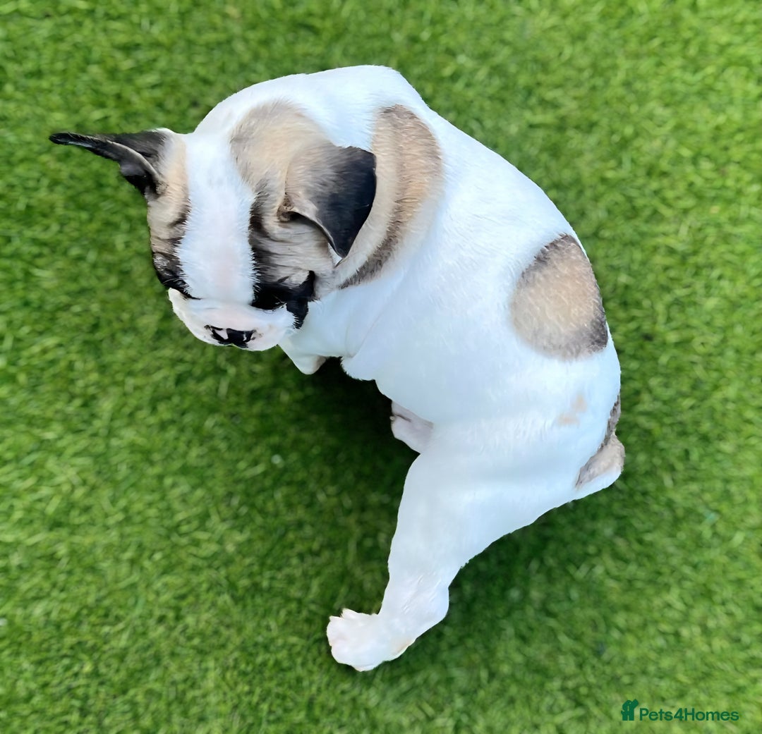 French Bulldog dogs for sale: Adorable Frenchie Puppies Seeking Forever Homes - Image 27