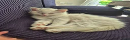 Ragdoll cats for sale: Four gorgeous Ragdoll kittens  - Advert 15