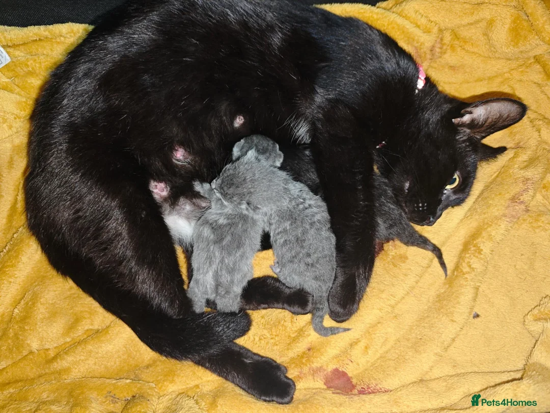 British Shorthair cats for sale: kittens  - Advert 5