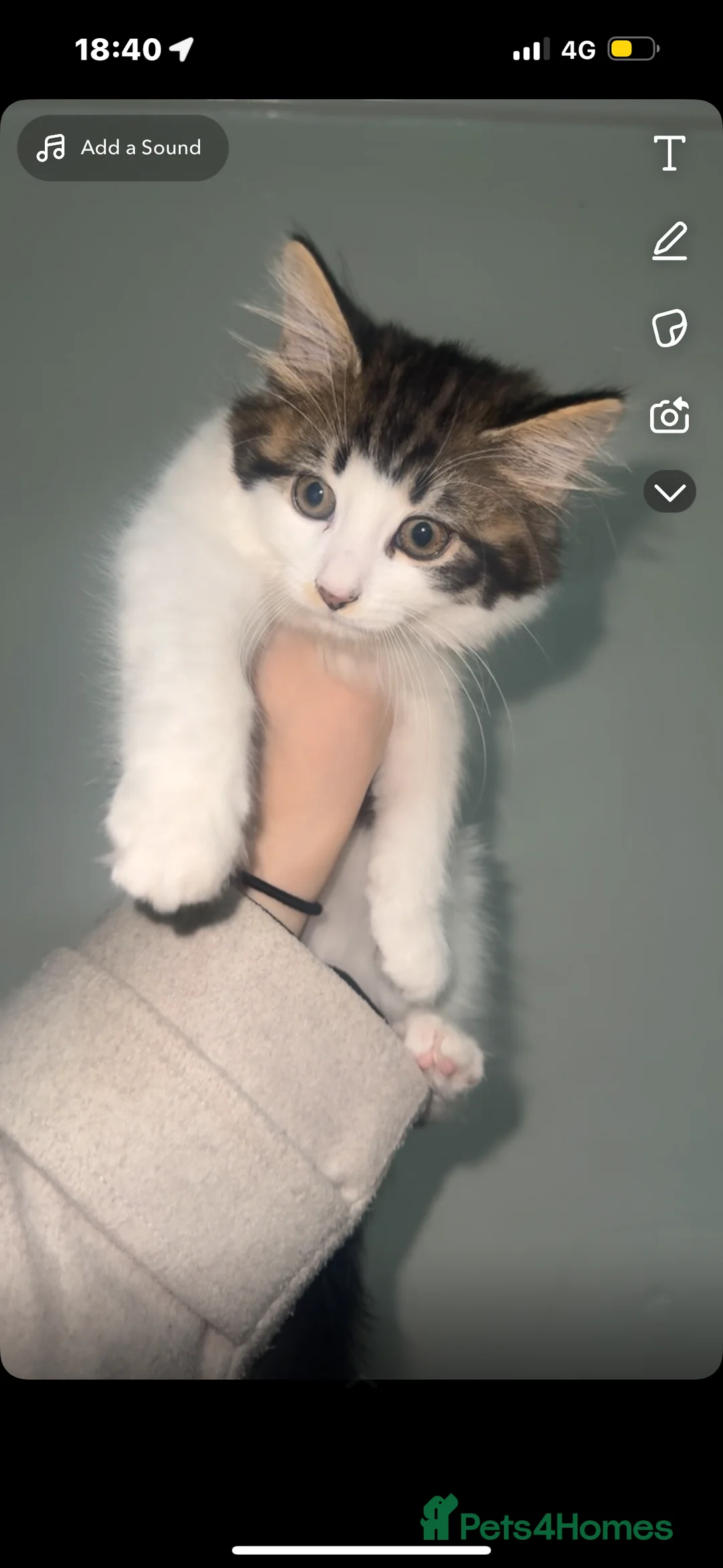 American Shorthair cats for sale: 4 Month old kitten  in Portsmouth - Advert 1