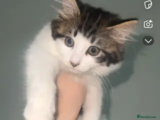 American Shorthair cats 4 Month old kitten in Portsmouth - Advert 1