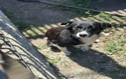 Mixed Breed dogs for adoption: 🐾🩷CANDY, a marvellous girl for a Loving Home🐾🏡 - Image 3