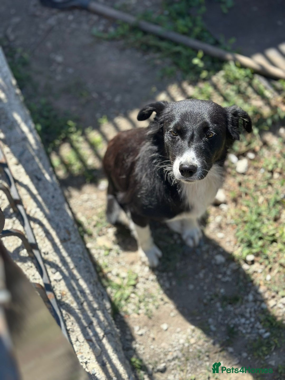 Mixed Breed dogs for adoption: 🐾🩷CANDY, a marvellous girl for a Loving Home🐾🏡 - Image 3