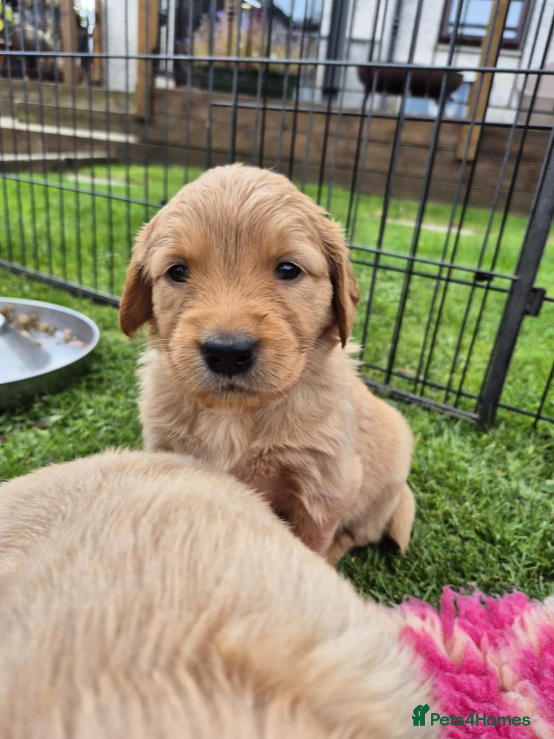 Golden Retriever dogs for sale: KC Registered Golden Retrievers - Image 13
