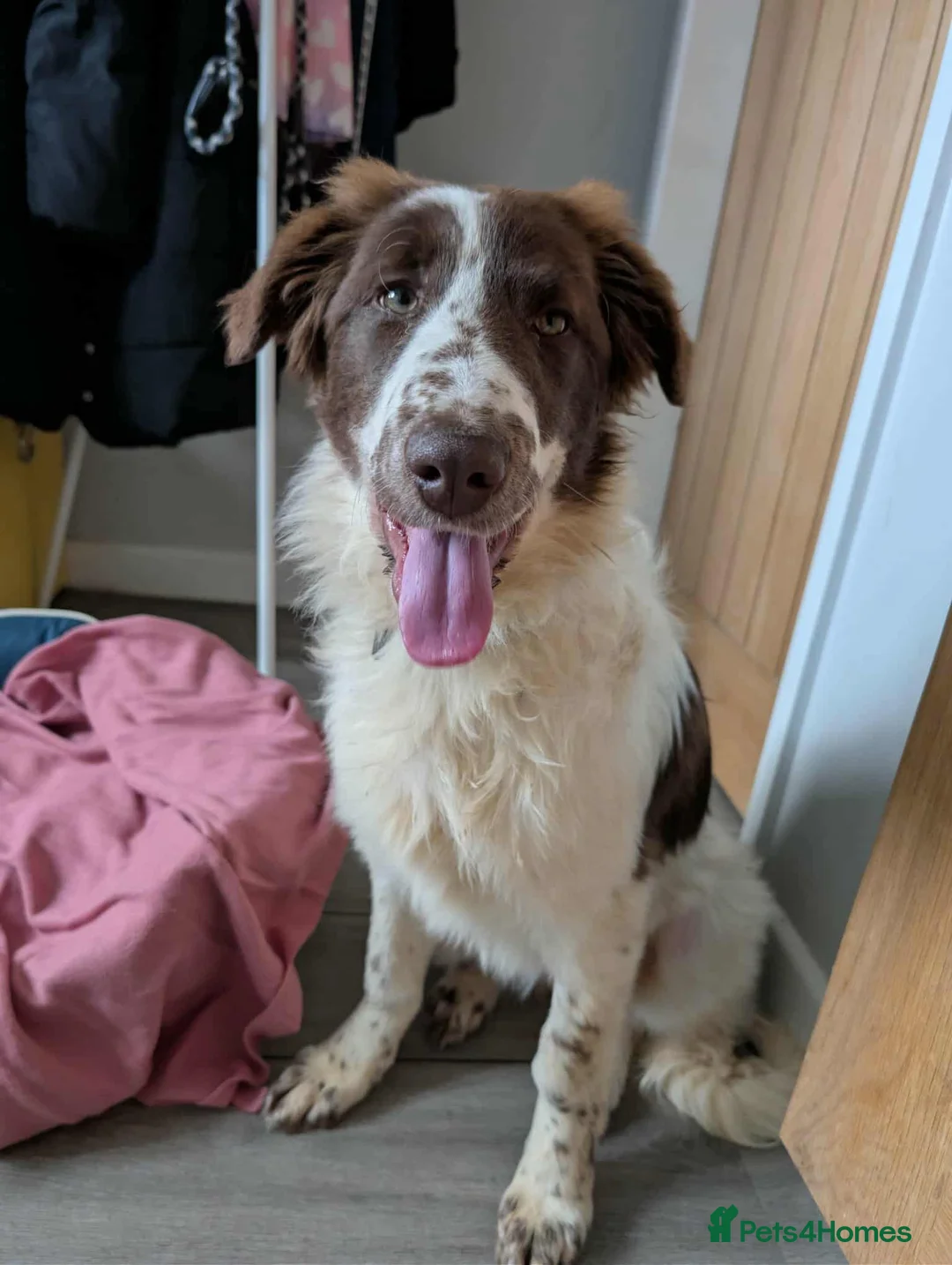 Mixed Breed dogs for adoption: BETTY - Advert 1