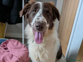 Mixed Breed dogs BETTY - Advert 1