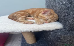 Mixed Breed cats for sale: 2 beautiful kittens full ginger and tortoise shell - Image 2