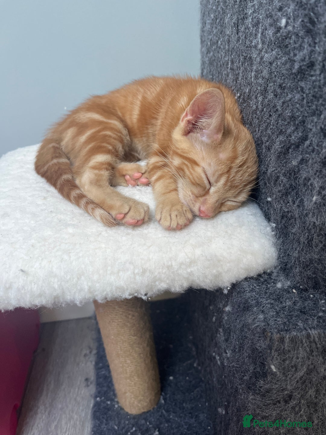 Mixed Breed cats for sale: 2 beautiful kittens full ginger and tortoise shell - Image 2