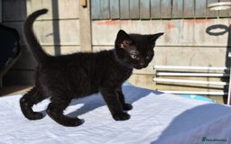 Mixed Breed cats for sale: 5 Mixed Kittens Ready In 2 Weeks - Image 6