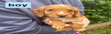 Cocker Spaniel 2