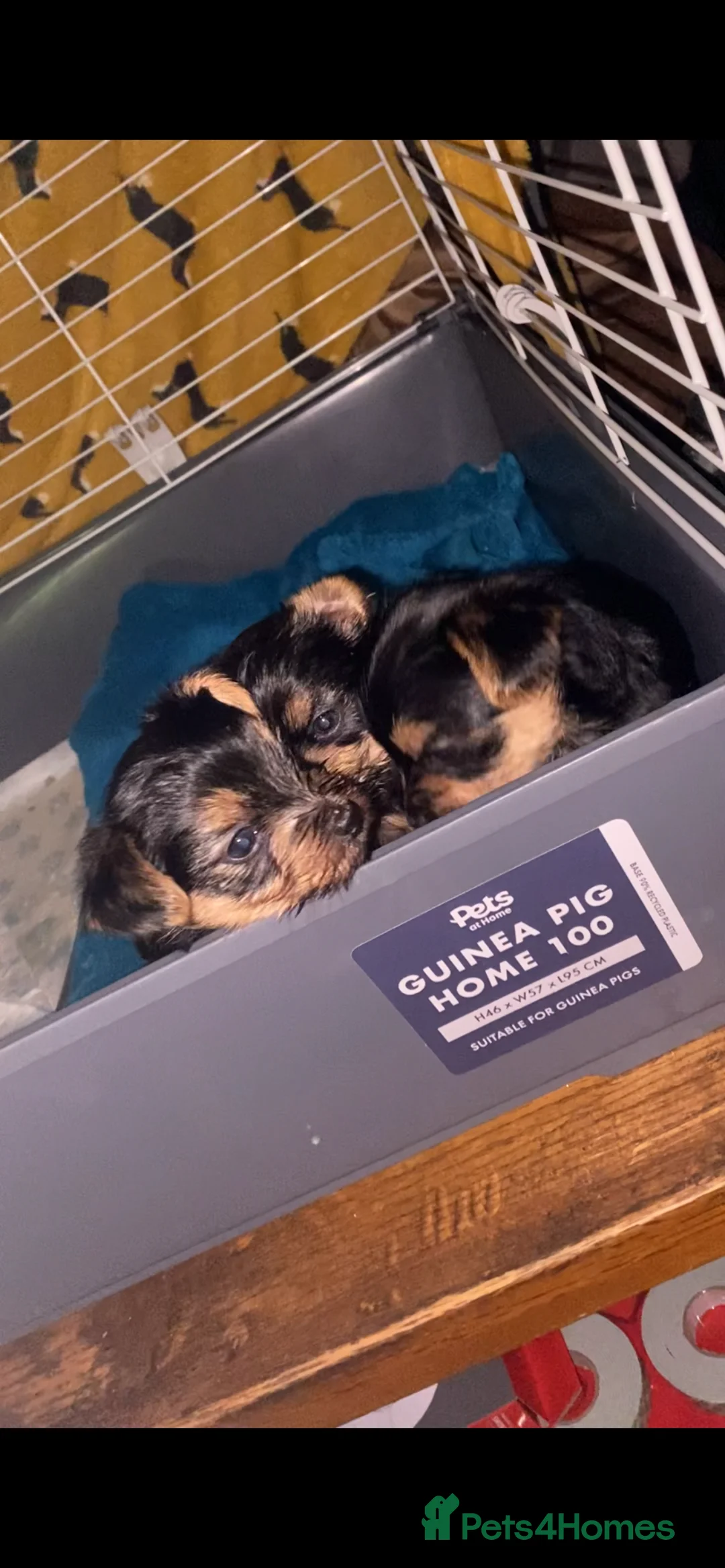 Yorkshire Terrier dogs for sale: 4 Stunning Minature Yorkshire terriers for sale  - Advert 32