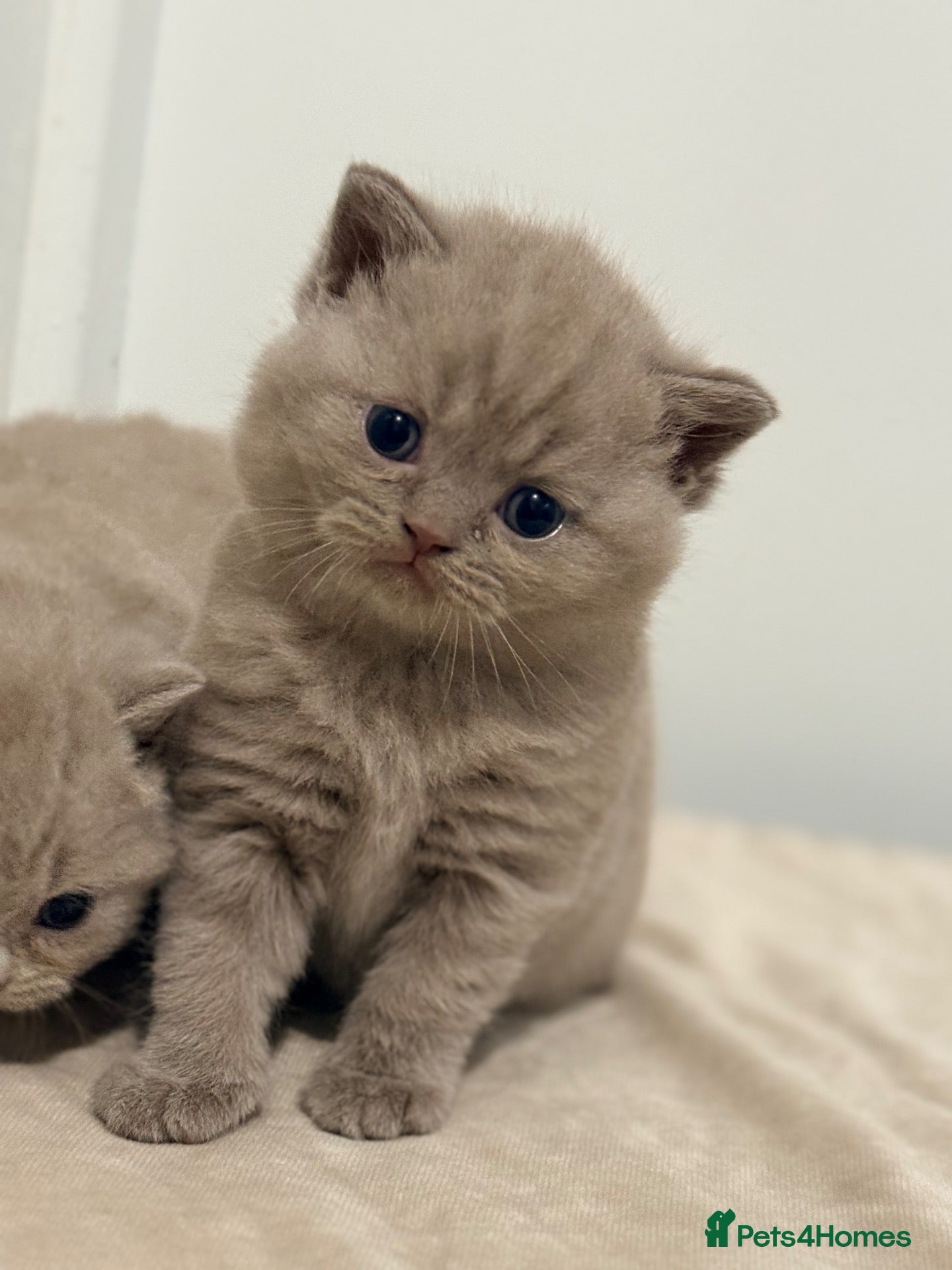British Shorthair cats Beatufil girl ready in 2 weeks  🐾🤍 - Advert 1