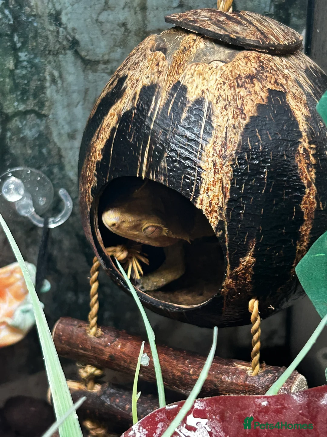 Gecko reptiles for sale: Crested Gecko + Whole Set Up  - Advert 5