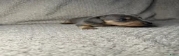 Miniature Dachshund dogs for sale: KC Blue & Lilac & Cream & Longhair MiniDachshund🤍 - Advert 16