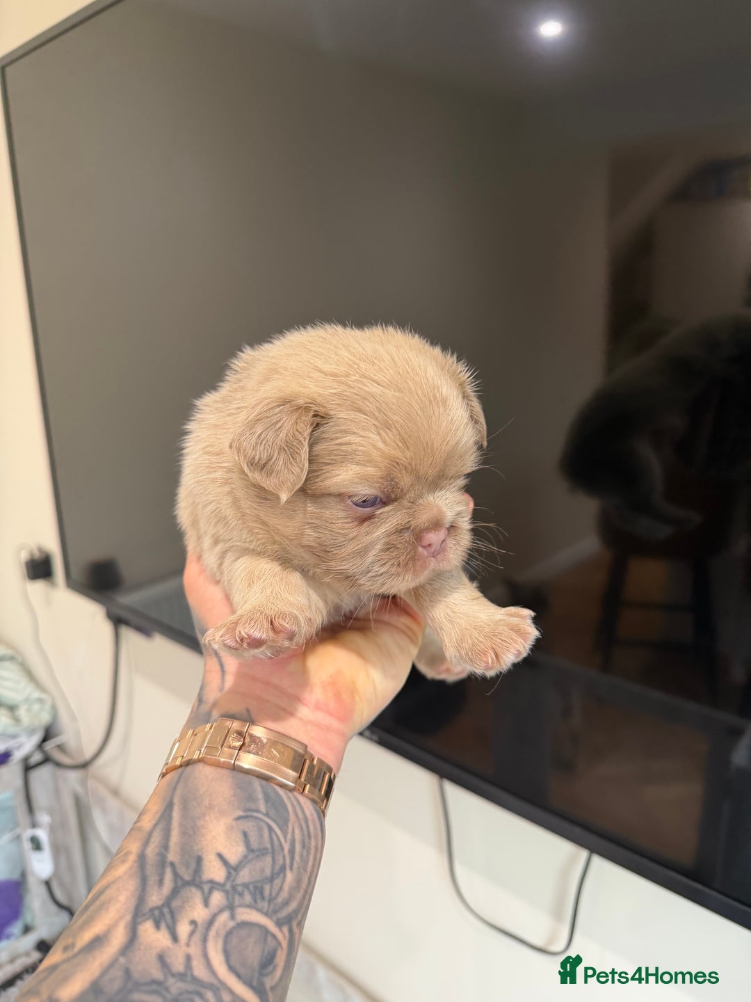 French Bulldog dogs for sale: Fluffy frenchbulldogs for sale  - Advert 13