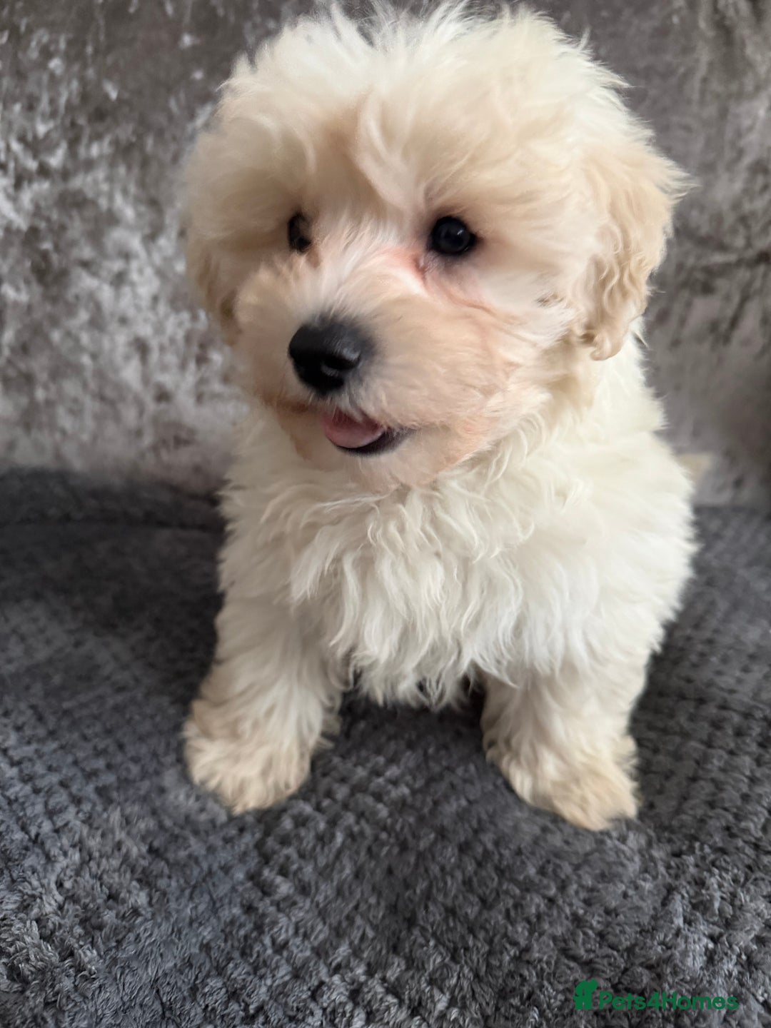 Maltipoo dogs for sale: F1 MALTIPOO PUPS - Advert 3
