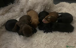 Cocker Spaniel dogs for sale: Cocker spaniel puppies - Image 17