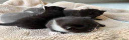 Domestic Shorthair cats for sale: British shorthair crossbreed - Advert 17