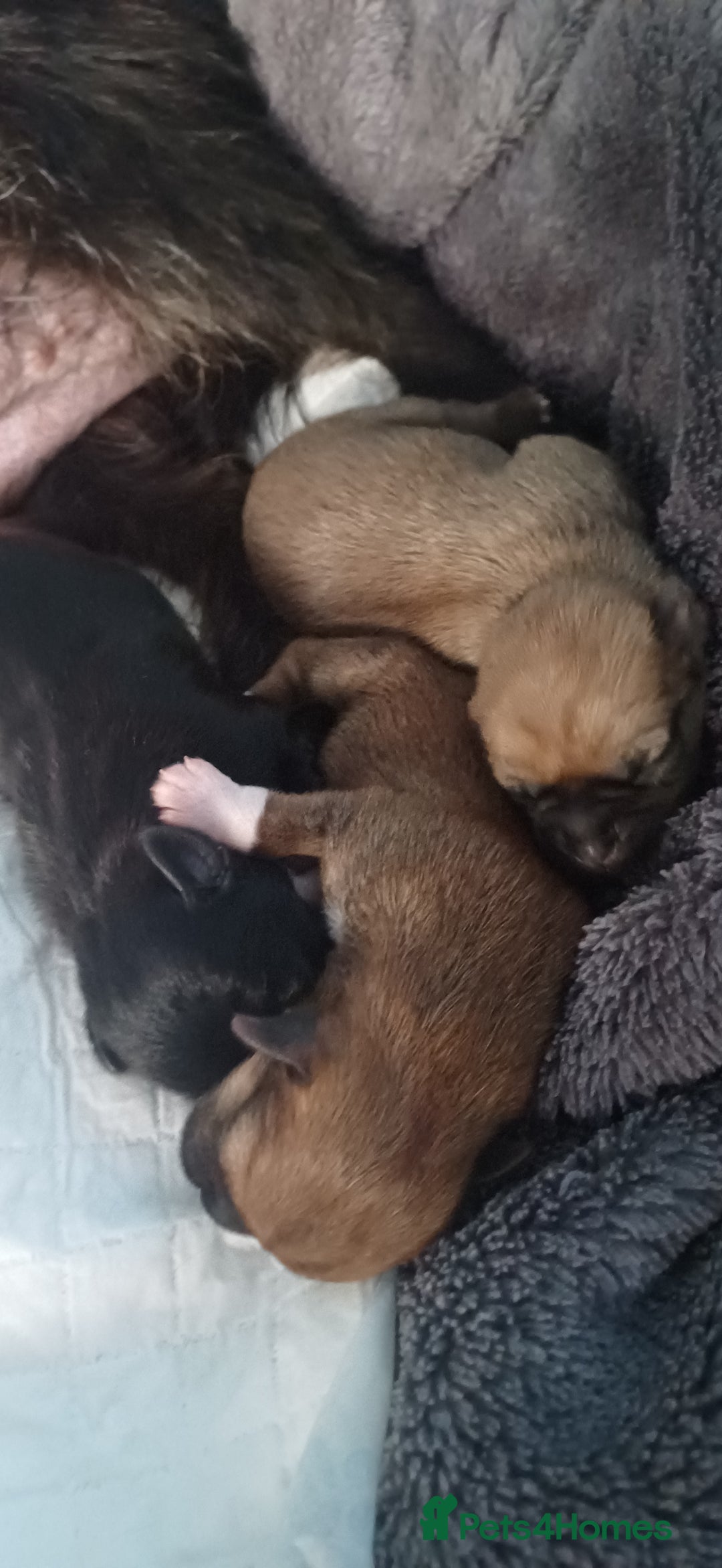 Shih Tzu dogs for sale: Beautiful colours Shihtzu puppies - Image 7