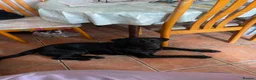 Labrador Retriever dogs for sale: Joey - Black Working Line Labrador Retriever  - Advert 5