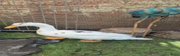 Ducks poultry for sale: 3 drakes for sale - Advert 5