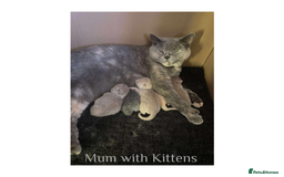 British Shorthair cats for sale: British Shorthair Kittens Lilac, Lilac Cream GCCF  - Image 12