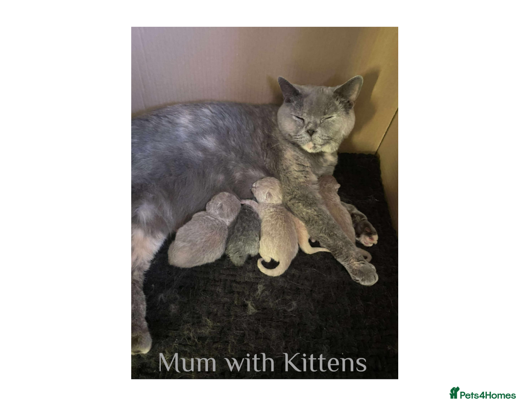 British Shorthair cats for sale: British Shorthair Kittens Lilac, Lilac Cream GCCF  - Image 12