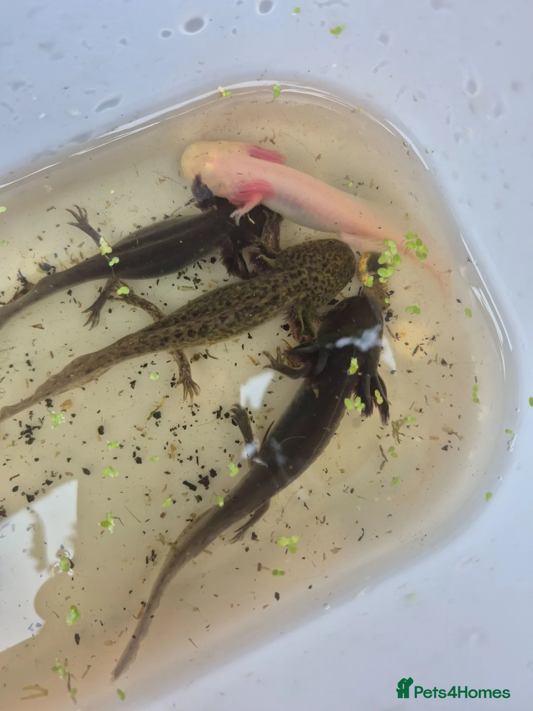 Other/Mixed Breed fish for sale: Axolotl - Advert 2